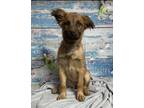 Adopt Amaryllis a Tan/Yellow/Fawn Australian Shepherd dog in Parker