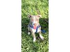 Adopt Tanner a Tan/Yellow/Fawn - with White American Pit Bull Terrier / Mixed