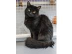 Adopt Black Beauty a All Black Domestic Longhair / Mixed (long coat) cat in