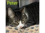 Adopt PETER a Black (Mostly) Domestic Shorthair / Mixed cat in SOUTHBURY