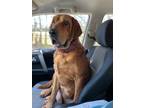 Adopt Ol’ Red (Tanner) a Tan/Yellow/Fawn Hound (Unknown Type) dog in Bethesda