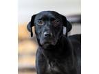 Adopt Catelyn a Black Labrador Retriever / Beagle dog in Warner Robins