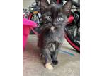 Adopt Halo a Black & White or Tuxedo American Bobtail (short coat) cat in Warner
