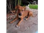 Adopt Rambo a Brown/Chocolate - with White Hound (Unknown Type) / Mixed dog in