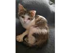 Adopt Kenny a Spotted Tabby/Leopard Spotted Domestic Shorthair / Mixed cat in