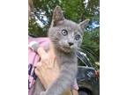 Adopt Darnel a Spotted Tabby/Leopard Spotted Domestic Shorthair / Mixed cat in