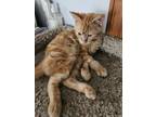 Adopt Chex a Spotted Tabby/Leopard Spotted Domestic Shorthair / Mixed cat in