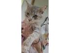 Adopt Scrappy a Spotted Tabby/Leopard Spotted Domestic Mediumhair / Mixed cat in