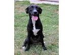 Adopt Nidia a Black - with White Labrador Retriever / Mixed dog in Walnut Creek