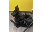 Adopt Venom a Black German Shepherd Dog / Mixed dog in Lakewood, CA (41494994)