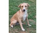 Adopt Tupsi a Tan/Yellow/Fawn - with White Labrador Retriever / Mixed dog in