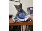 Adopt Zorro a Gray or Blue Domestic Shorthair / Mixed cat in Bossier City