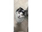 Adopt Minnie Moo a Black & White or Tuxedo Domestic Shorthair / Mixed cat in