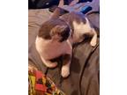 Adopt Batman a White (Mostly) Domestic Shorthair / Mixed (short coat) cat in