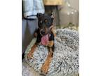 Adopt Max a Black - with Tan, Yellow or Fawn Miniature Pinscher dog in Oak