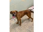 Adopt Erlene a Tan/Yellow/Fawn Boxer / Mixed dog in Austin, TX (41458339)
