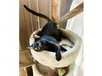Adopt “Energizer” Bunny a All Black Domestic Shorthair (short coat) cat in