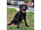 Adopt Jacky a Black Labrador Retriever / Mixed dog in Walnut Creek