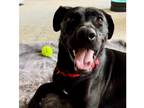 Adopt Maddie a Black Labrador Retriever dog in Atlanta, GA (41494940)