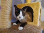 Adopt Bandit 6 a Spotted Tabby/Leopard Spotted Snowshoe cat in Austin