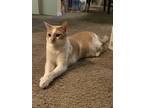 Adopt Latte a Orange or Red (Mostly) Domestic Shorthair / Mixed (short coat) cat