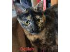 Adopt Delilah a Domestic Shorthair / Mixed cat in Pueblo, CO (41484306)