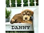Adopt Danny a Boxer / Siberian Husky dog in Suffolk, VA (41494856)