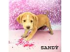 Adopt Sandy a Boxer / Siberian Husky dog in Suffolk, VA (41494855)