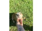 Adopt Sandy a Boxer / Siberian Husky dog in Suffolk, VA (41494855)