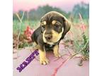 Adopt Marty a Boxer / Siberian Husky dog in Suffolk, VA (41494854)