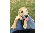 Adopt Kenickie a Boxer / Siberian Husky dog in Suffolk, VA (41494853)