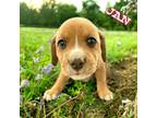 Adopt Jan a Boxer / Siberian Husky dog in Suffolk, VA (41494852)