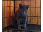 Adopt Fern a Gray or Blue (Mostly) Russian Blue (short coat) cat in Willcox