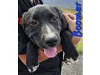 Adopt Boomer a Black - with White Labrador Retriever / Pit Bull Terrier dog in