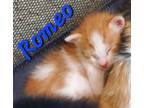 Adopt Romeo a Orange or Red (Mostly) Domestic Shorthair (short coat) cat in
