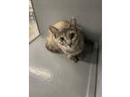 Adopt Fleasha a Domestic Shorthair (short coat) cat in Denver, CO (41494751)