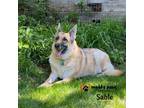 Adopt Sable (Courtesy Post) a Tan/Yellow/Fawn German Shepherd Dog / Mixed dog in
