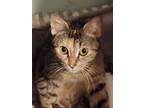 Adopt Marilyn a Brown or Chocolate Domestic Shorthair cat in Parker