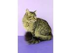 Adopt Jane a Brown Tabby Domestic Mediumhair / Mixed (long coat) cat in
