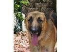 Adopt MAX28 a Tan/Yellow/Fawn - with Black German Shepherd Dog / Mixed dog in