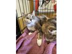 Adopt Louise a Calico or Dilute Calico Domestic Shorthair cat in Smyrna