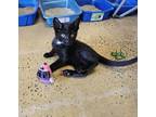 Adopt Cadillac a All Black Domestic Mediumhair (long coat) cat in Smyrna