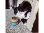 Adopt Lucky a Black & White or Tuxedo Persian / Mixed (long coat) cat in