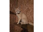 Adopt Pumpkin a Spotted Tabby/Leopard Spotted Domestic Shorthair / Mixed cat in