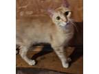 Adopt Casey a Spotted Tabby/Leopard Spotted Domestic Shorthair / Mixed cat in