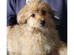 Adopt Parsley a Red/Golden/Orange/Chestnut Poodle (Miniature) / Pomeranian /