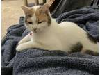 Adopt Iris a White (Mostly) American Shorthair / Mixed (short coat) cat in