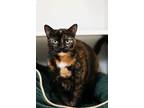 Adopt Isabel a Domestic Shorthair / Mixed cat in Berkeley, CA (41483683)