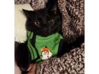 Adopt Patchouli a Black (Mostly) Domestic Shorthair / Mixed (short coat) cat in