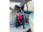 Adopt Margo a Black - with White American Pit Bull Terrier / Mixed dog in North